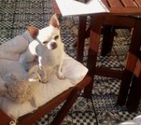 Our belloved dog. We are pet friendly :-)