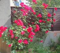 Pronájem bytu Praha