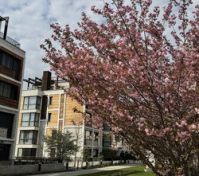 Building exterior cherry blossom tree