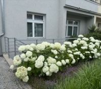 Building exterior with hydrangea garden