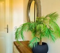 Entryway mirror with palm plant