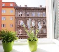 Pronájem bytu Brno