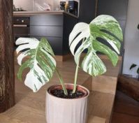 Pronájem bytu Praha